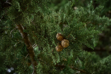 cypress branches, cypress, new year screensaver, green background, Christmas tree, cones