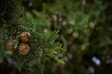 cypress branches, cypress, new year screensaver, green background, Christmas tree, cones