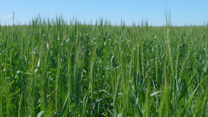 Fototapeta premium Green agricultural wheat field waving in the wind against a blue sky with clouds.