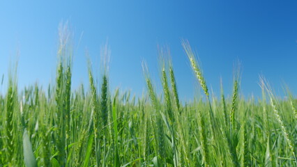 Obraz premium Low anlgle view. Wheat field, green ears of wheat swaying from wind. Beautiful blue sky. Green wheat ears swaying in wind.