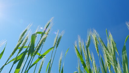 Naklejka premium Wheat field. Low anlgle view. Beautiful blue sky. Wheat ears in light wind wear. Young green wheat gently blowing in wind.