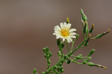 アキノノゲシ01