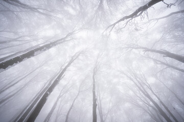 Looking up view on frozen trees and foggy forest during winter, Europe