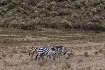 zebras in the serengeti national park Hell's Gate National Park is a national park situated near Lake Naivasha in Kenya. The park is named after a narrow break in the cliffs, once a tributary of a pre