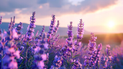 Naklejka premium Sunset over a picturesque lavender field in full bloom in the countryside