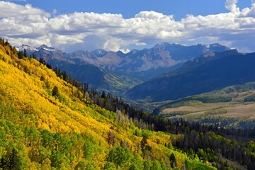 Fototapeta premium beautiful golden aspen trees on a sunny autumn day along the last dollar jeep road between ridgway and telluride, colorado, in the san juan mountains 