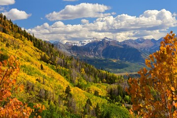 beautiful golden aspen trees on a sunny autumn day along the last dollar jeep road between ridgway...