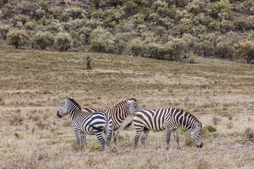 zebras in serengeti national park serengeti country Hell's Gate National Park is a national park...