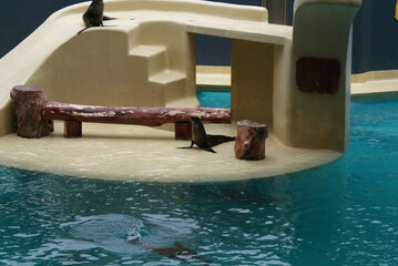 LORO PARK Teneriffa 