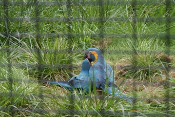 LORO PARK Teneriffa 