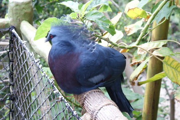 LORO PARK Teneriffa 