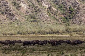 herd of wildebeest in the serengeti Hell's Gate National Park is a national park situated near Lake Naivasha in Kenya. The park is named after a narrow break in the cliffs, once a tributary of a prehi