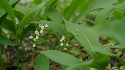 Fragile little lilies of the valley bloom in the wild forest in the spring season. Slow motion.