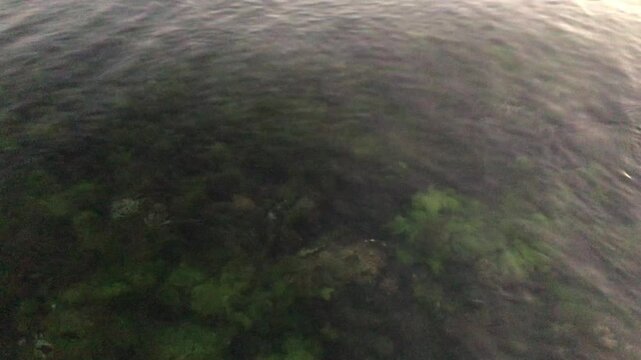 Cadde Bostan Coast - Seaside and calm - Romantic sunset in the sea of Marmara - Beautiful sunset and calm people - Prince Islands - Sea - Seaweeds - Sunset - Seaweed - Life and waves in the sea