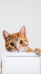 Playful Cat with Modern White Frame, a cheerful feline gazes directly at the viewer, its expression bright and inviting, cradling a sleek, contemporary white box frame.
