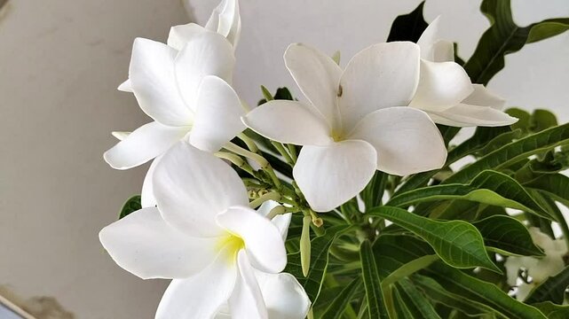 White plumeria (Champa) flowers with  green leaf background in a home plant. white plumeria flowers. 