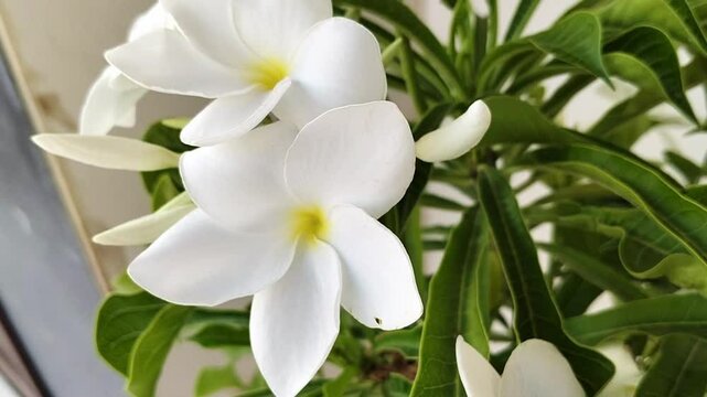 White plumeria (Champa) flowers with  green leaf background in a home plant. white plumeria flowers. 