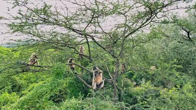 capuchin monkeys playing on the tree branch, Monkeys on a tree. indian monkey on tree.