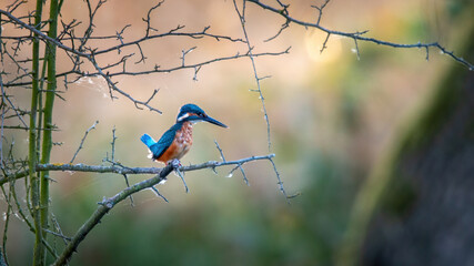 Zimorodek, kingfisher portret bokeh tło na gałązce 