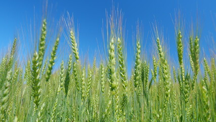 Obraz premium Low anlgle view. Agriculture industry in europe. Beautiful blue sky. Golden green rye or wheat swaying in wind. Production of bread.