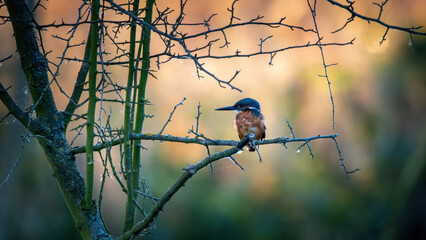 Zimorodek, kingfisher portret bokeh tło na gałązce  © Adrian