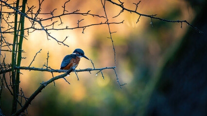 Zimorodek, kingfisher portret bokeh tło na gałązce 