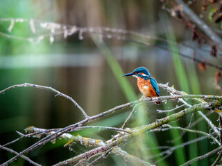 Zimorodek, kingfisher portret bokeh tło na gałązce 