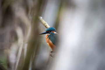 Zimorodek, kingfisher portret bokeh tło na gałązce 