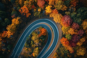 Curved Road Through Autumn Forest - 