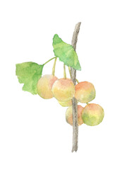 水彩で描いた色づき始めた葉付き銀杏の実【手描き】白バック