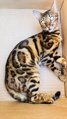 Bengalkatze