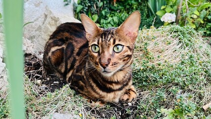 Bengalkatze auf der Jagt