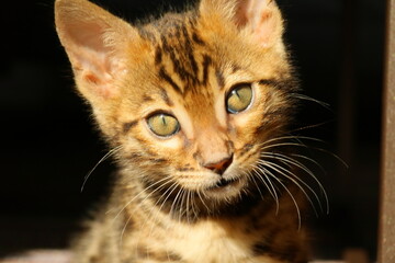 Kater - K&auml;tzchen