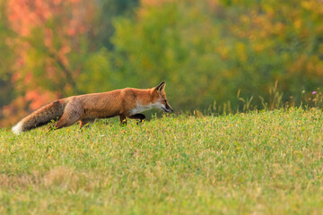 A beautiful autumn scene, with a red fox stealthily hunting in the middle of a freshly mowed field.Autumn wildlife scene in October, Romania, Europe