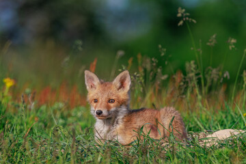 A young fox cub is basking at the entrance of its den in the warmth of the May sun, on a flower covered meadow.