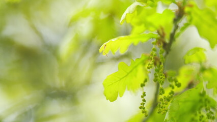 Oak branch swaying in the wind. Pollen allergies. Selective focus.