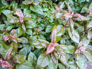 Obraz premium Amaranthus dubius, red spinach, Chinese spinach, spleen spinach, hon-toi-moi, yin choy, hsien tsai, or Arai keerai is a plant species