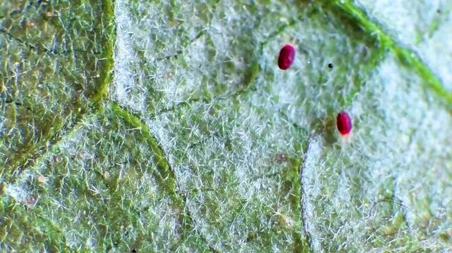 Spider mite and egg on leaf video Agriculture, Animal Wildlife, Animals In The Wild, Arachnid