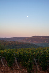Vignes en bourgogne II