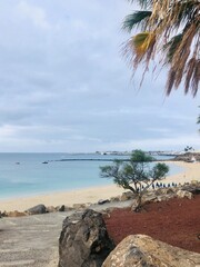 Canaries IV