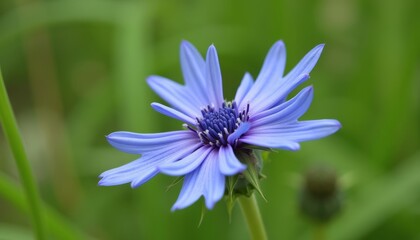 Obraz premium Blooming beauty in natures canvas