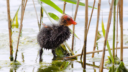 black crowned crane