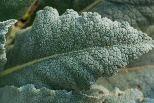 Mullein, leaf closeup selective focus