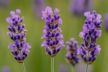 Close-up of vibrant lavender flowers against a blurred green background.