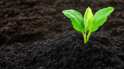 Naklejka premium A young green plant emerges from dark, rich soil, symbolizing growth and new beginnings in nature.