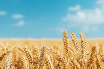 Fototapeta premium Golden wheat stretches across a sunny field under a clear blue sky, embodying the essence of agriculture and nature's bounty.