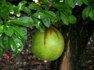 calabash fruit hanging in tree of crescentia cujete. Tropical tree originating from America. The...