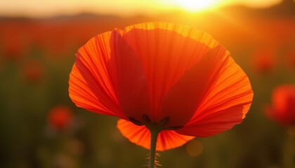  Blooming beauty in the golden hour