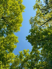 Fototapeta premium looking up through a canopy of green tree leaves with branches 
