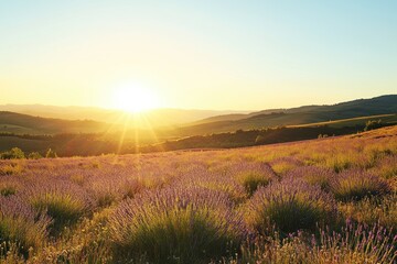 Obraz premium A serene lavender field at sunrise, showcasing nature's beauty and tranquility.